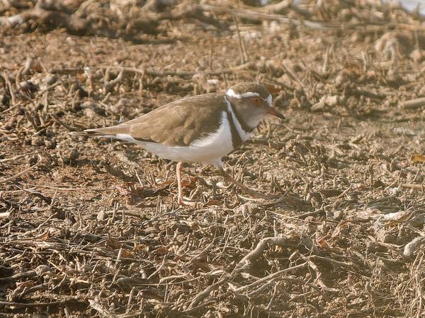 <h3>Charadrius tricollaris / Three‑banded plover / Driebandplevier</h3>OM-1 with OLYMPUS M.150-400mm F4.5 TC, 1/2000 sec at F5.6, ISO 1000, distance 28.5 m